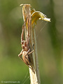 Listspinne (Pisaura mirabilis), Weibchen - DE (MV)