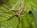 Listspinne (Pisaura mirabilis) - DE (MV)