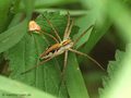 Listspinne (Pisaura mirabilis) - DE (NI)