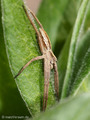 Listspinne (Pisaura mirabilis) - DE (MV)