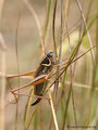 Roesels Beißschrecke (Roeseliana roeselii), Weibchen - DE (HH)