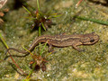 Teichmolch (Lissotriton vulgaris), Jungtier - DE (SH)