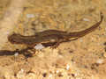 Teichmolch (Lissotriton vulgaris), Weibchen in Wassertracht - DE (HH)