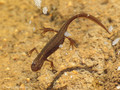 Teichmolch (Lissotriton vulgaris), Weibchen in Wassertracht - DE (HH)