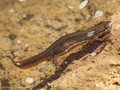 Teichmolch (Lissotriton vulgaris), Weibchen in Wassertracht - DE (HH)