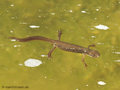 Teichmolch (Lissotriton vulgaris), Weibchen in Wassertracht - DE (HH)
