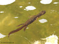 Teichmolch (Lissotriton vulgaris), Weibchen in Wassertracht - DE (HH)
