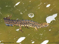 Teichmolch (Lissotriton vulgaris), Männchen in Wassertracht - DE (HH)