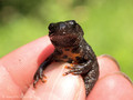Nördlicher Kammmolch (Triturus cristatus), Jungtier - DE (MV)