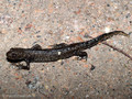 Nördlicher Kammmolch (Triturus cristatus), Männchen in Landtracht - DE (HH)