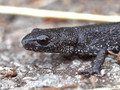 Nördlicher Kammmolch (Triturus cristatus), Jungtier - DE (NI)