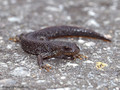 Nördlicher Kammmolch (Triturus cristatus), Jungtier - DE (NI)