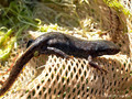 Bergmolch (Ichthyosaura alpestris), Weibchen in Wassertracht - DE (NI)