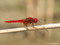 Feuerlibelle (Crocothemis erythraea), Männchen - DE (MV)