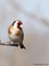 Stieglitz oder Distelfink (Carduelis carduelis) - DE (MV)