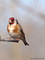 Stieglitz oder Distelfink (Carduelis carduelis) - DE (MV)