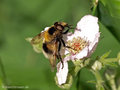 Hummel-Waldschwebfliege (Volucella bombylans), Männchen - DE (NI)
