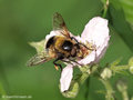 Hummel-Waldschwebfliege (Volucella bombylans), Männchen - DE (NI)