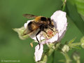 Hummel-Waldschwebfliege (Volucella bombylans), Männchen - DE (NI)