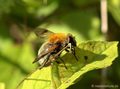 Hummel-Waldschwebfliege (Volucella bombylans), Weibchen - DE (MV)