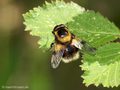 Hummel-Waldschwebfliege (Volucella bombylans), Männchen - DE (SH)