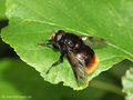 Hummel-Waldschwebfliege (Volucella bombylans), Männchen - DE (MV)