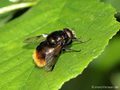 Hummel-Waldschwebfliege (Volucella bombylans), Männchen - DE (MV)