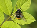 Hummel-Waldschwebfliege (Volucella bombylans), Männchen - DE (MV)