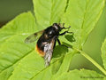 Hummel-Waldschwebfliege (Volucella bombylans), Männchen - DE (MV)