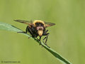 Hummel-Waldschwebfliege (Volucella bombylans), Männchen - DE (MV)
