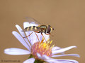 Gemeine Feldschwebfliege (Eupeodes corollae), Weibchen - DE (HH) 