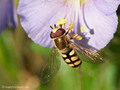 Gemeine Feldschwebfliege (Eupeodes corollae), Männchen - DE (MV)