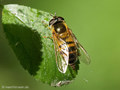 Zweiband-Wiesenschwebfliege (Epistrophe eligans), Weibchen - DE (MV)