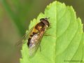 Zweiband-Wiesenschwebfliege (Epistrophe eligans), Männchen - DE (MV)