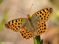 Kleiner Perlmuttfalter (Issoria lathonia) - FR (Korsika, Balagne)