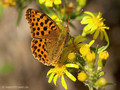 Kleiner Perlmuttfalter (Issoria lathonia) - FR (Korsika, Balagne)