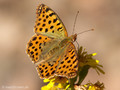 Kleiner Perlmuttfalter (Issoria lathonia) - FR (Korsika, Balagne)