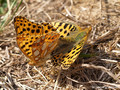 Kleiner Perlmuttfalter (Issoria lathonia), Kopula - DE (MV)