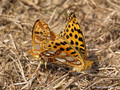 Kleiner Perlmuttfalter (Issoria lathonia), Kopula - DE (MV)