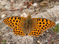 Kleiner Perlmuttfalter (Issoria lathonia) - DE (MV)