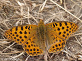 Kleiner Perlmuttfalter (Issoria lathonia) - DE (MV)