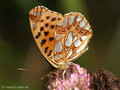 Kleiner Perlmuttfalter (Issoria lathonia) - DE (MV)