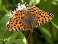 Kleiner Perlmuttfalter (Issoria lathonia) - DE (SH)