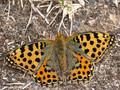 Kleiner Perlmuttfalter (Issoria lathonia) - DE (MV)