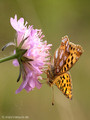 Kleiner Perlmuttfalter (Issoria lathonia) - DE (MV)