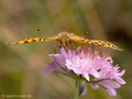 Kleiner Perlmuttfalter (Issoria lathonia) - DE (MV)