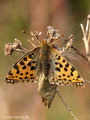 Kleiner Perlmuttfalter (Issoria lathonia) - DE (MV)