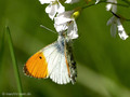 Aurorafalter (Anthocharis cardamines), Männchen - DE (HH)