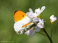 Aurorafalter (Anthocharis cardamines), Männchen - DE (HH)