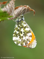Aurorafalter (Anthocharis cardamines), Männchen - DE (MV)